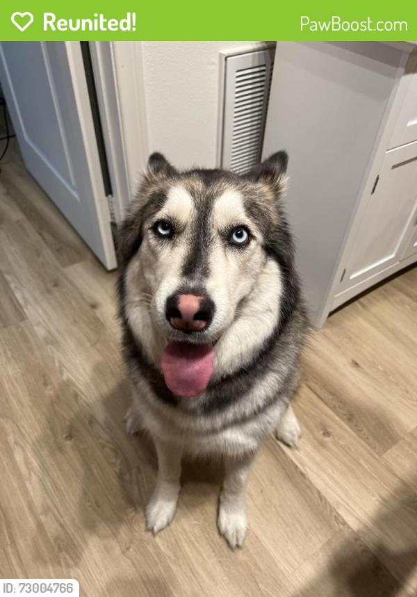 Reunited Female Dog last seen Imperial & Nohl Ranch Rd , Anaheim, CA 92807
