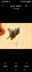 Lost Male Dog last seen Pinewood dr. & Oak Hills, Rio Rancho, NM 87124