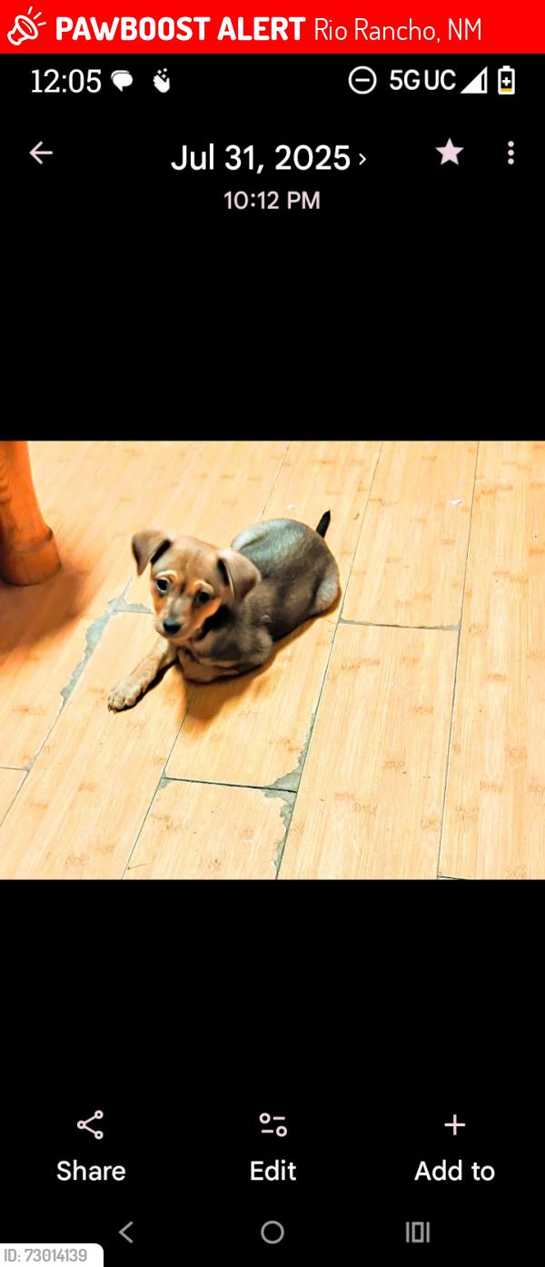 Lost Male Dog last seen Pinewood dr. & Oak Hills, Rio Rancho, NM 87124