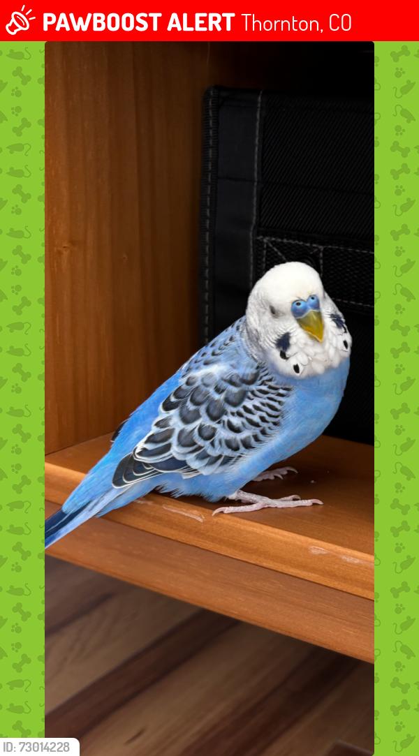 Lost Male Bird last seen 104th Thornton, Thornton, CO 80234