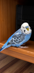 Lost Male Bird last seen 104th Thornton, Thornton, CO 80234