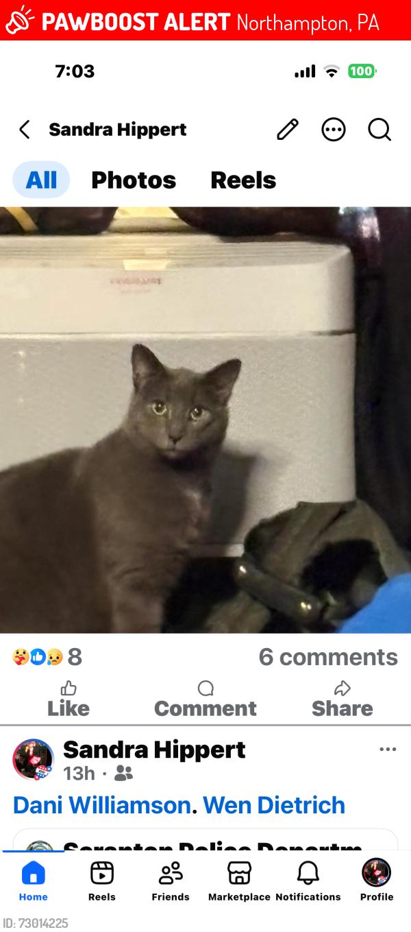 Lost Male Cat last seen Dewey/Lincoln , Northampton, PA 18067
