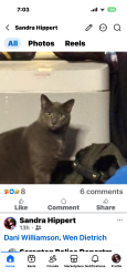 Lost Male Cat last seen Dewey/Lincoln , Northampton, PA 18067