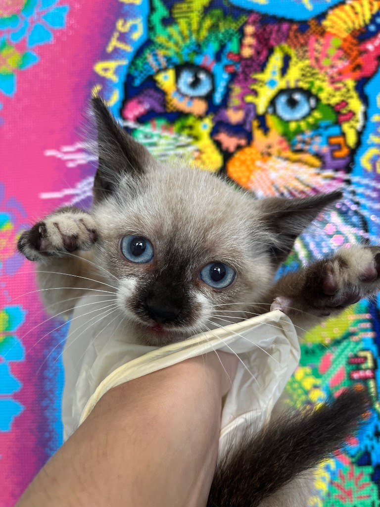 Shelter Stray Male Cat last seen Bexar County, 3353 Morningside Dr, New Braunfels, TX 78132, USA