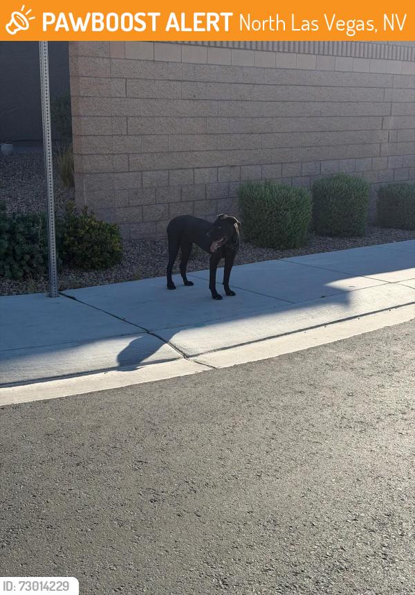Found/Stray Male Dog last seen Fullerton Cove Community , North Las Vegas, NV 89084