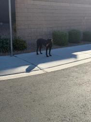 Found/Stray Male Dog last seen Fullerton Cove Community , North Las Vegas, NV 89084