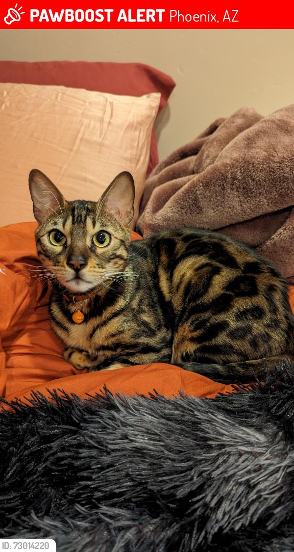 Lost Male Cat last seen Behind Bosa Donuts on 32nd Street, Phoenix, AZ 85028