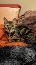 Lost Male Cat last seen Behind Bosa Donuts on 32nd Street, Phoenix, AZ 85028