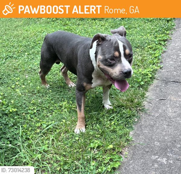 Found/Stray Male Dog last seen Westwood Circle, Rome, GA 30165