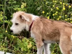 Lost Female Dog last seen Hidden Creek road / Dobson, Burleson, TX 76028