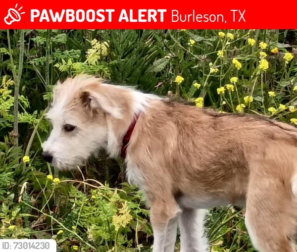 Lost Female Dog last seen Hidden Creek road / Dobson, Burleson, TX 76028