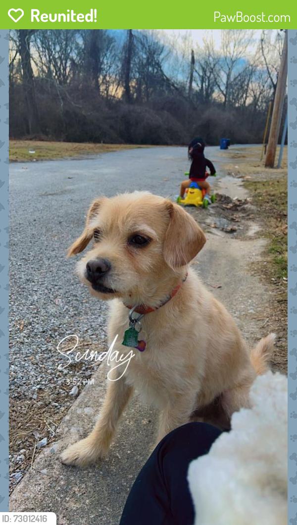 Reunited Male Dog last seen Keebler , Collinsville, IL 62234