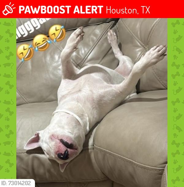 Lost Male Dog last seen Helmers and Melbourne , Houston, TX 77022