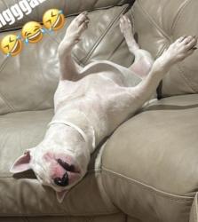 Lost Male Dog last seen Helmers and Melbourne , Houston, TX 77022