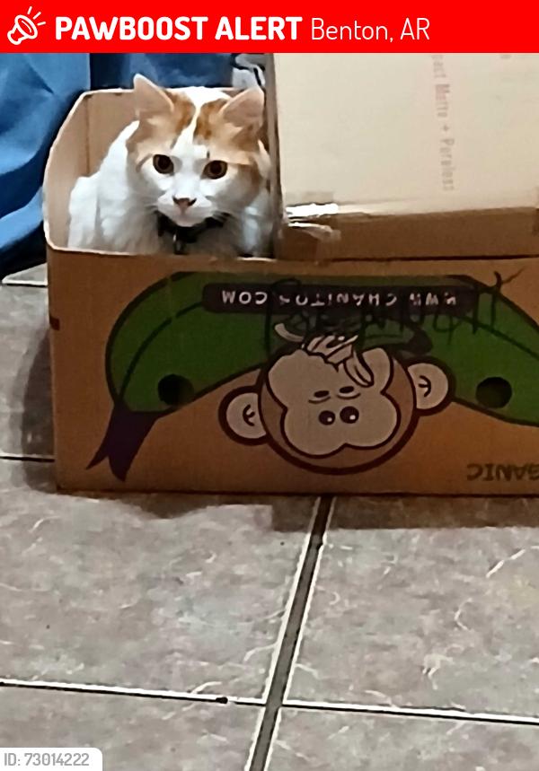Lost Male Cat last seen Between W. Elm and Pine, behind the Dollar General on NE street in the curb before it turns into Edison, Benton, AR 72015