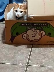 Lost Male Cat last seen Between W. Elm and Pine, behind the Dollar General on NE street in the curb before it turns into Edison, Benton, AR 72015