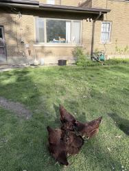 Lost Female Bird last seen Garfield park, Grand Rapids, MI 49507