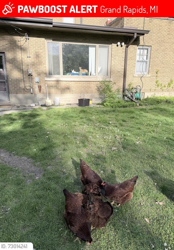 Lost Female Bird last seen Garfield park, Grand Rapids, MI 49507