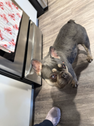 Found/Stray Female Dog last seen Derby Ave , Oakland, CA 94601