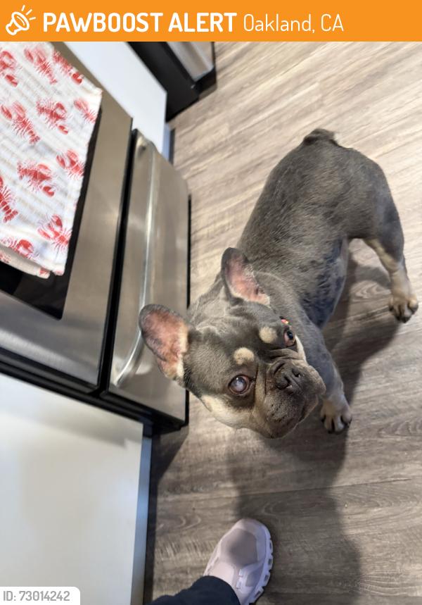 Found/Stray Female Dog last seen Derby Ave , Oakland, CA 94601