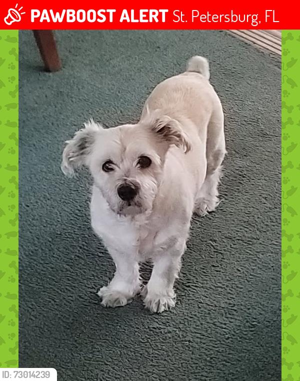 Lost Male Dog last seen Disston Plaza, St. Petersburg, FL 33710