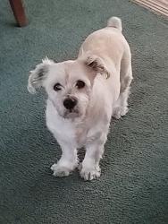 Lost Male Dog last seen Disston Plaza, St. Petersburg, FL 33710