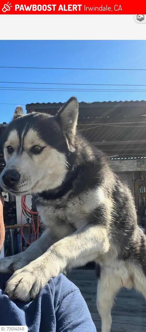 Lost Male Dog last seen Longden ave, Irwindale, CA 91706