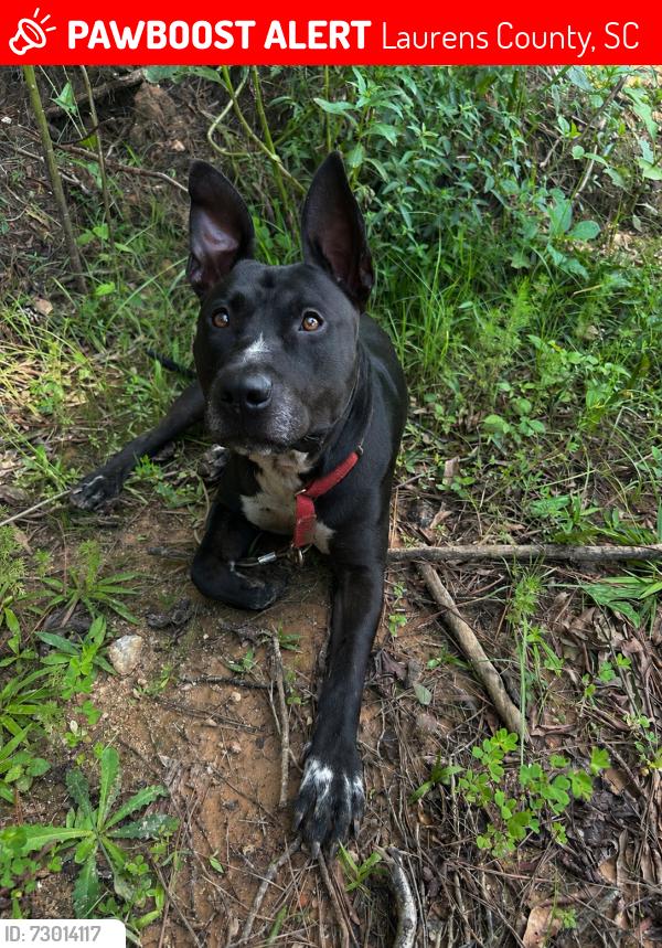 Lost Male Dog last seen Joanna / Bonds Crossroads, Laurens County, SC 29325