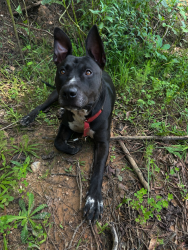 Lost Male Dog last seen Joanna / Bonds Crossroads, Laurens County, SC 29325