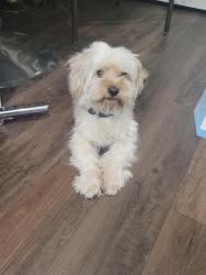 Found/Stray Male Dog last seen 164th and santa fe, Oklahoma City, OK 73170