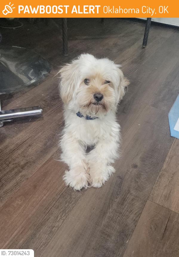 Found/Stray Male Dog last seen 164th and santa fe, Oklahoma City, OK 73170
