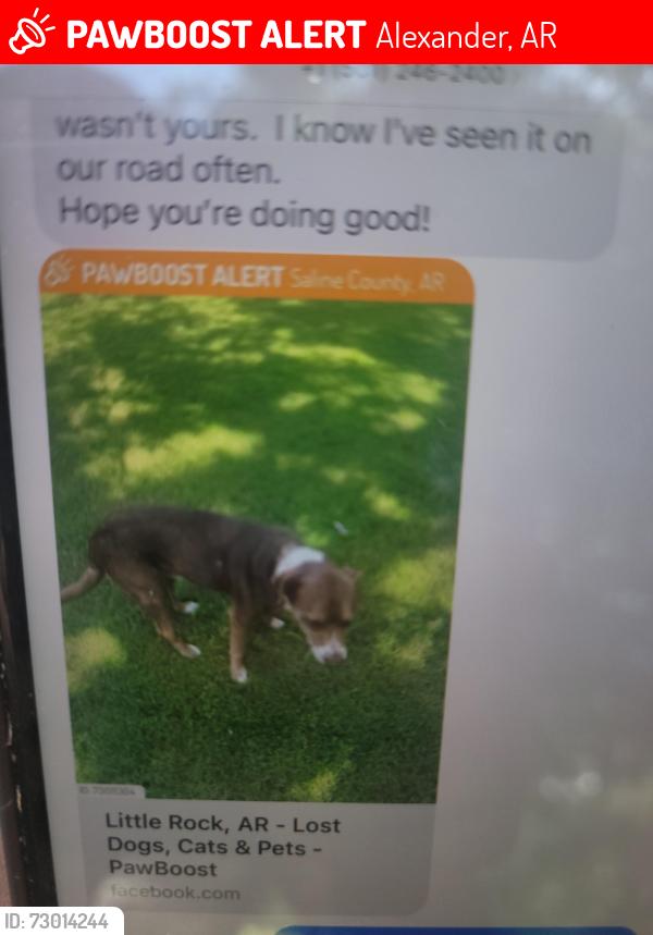 Lost Male Dog last seen Springhill and Hillsdale , Alexander, AR 72002