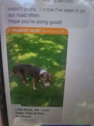 Lost Male Dog last seen Springhill and Hillsdale , Alexander, AR 72002