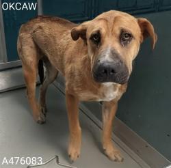 Shelter Stray Female Dog last seen Near BLOCK N I-35 SERVICE RD, OKLAHOMA CITY OK 73131, 2811 SE 29th St, Oklahoma City, OK 73129, USA
