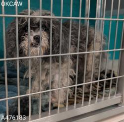 Shelter Stray Male Dog last seen , 2811 SE 29th St, Oklahoma City, OK 73129, USA