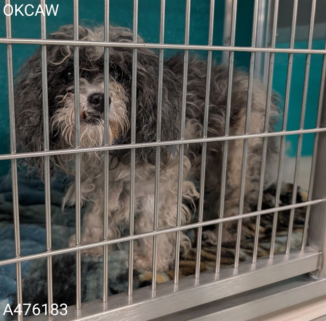 Shelter Stray Male Dog last seen , 2811 SE 29th St, Oklahoma City, OK 73129, USA
