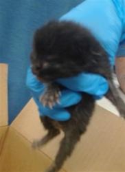 Shelter Stray Unknown Cat last seen Near BLOCK SW 45TH, 2811 SE 29th St, Oklahoma City, OK 73129, USA