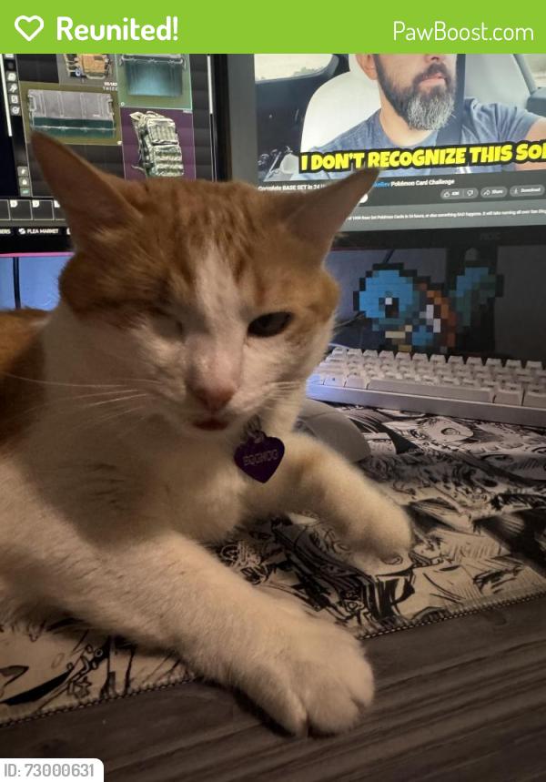 Reunited Female Cat last seen Marks and Shaw , Fresno, CA 93711
