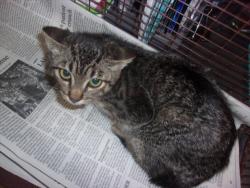 Shelter Stray Female Cat last seen , 14409 Vanowen St, Van Nuys, CA 91405, USA