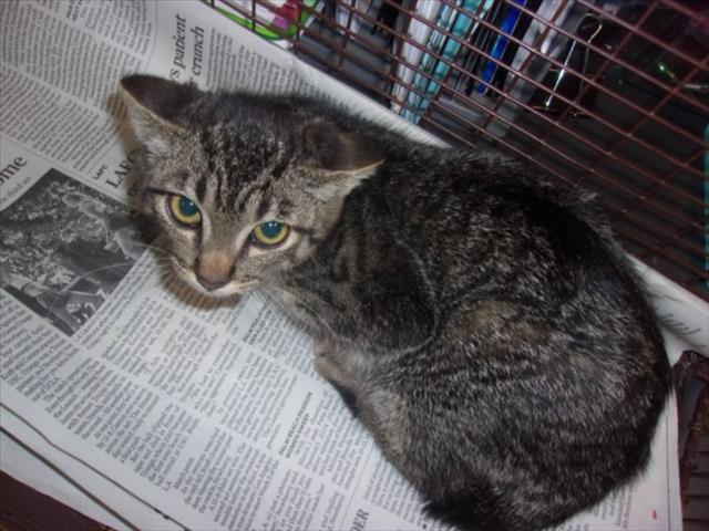 Shelter Stray Female Cat last seen , 14409 Vanowen St, Van Nuys, CA 91405, USA