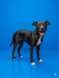 Shelter Stray Male Dog last seen FIFTH ST, 2020 Forest St, Jacksonville, FL 32204, USA