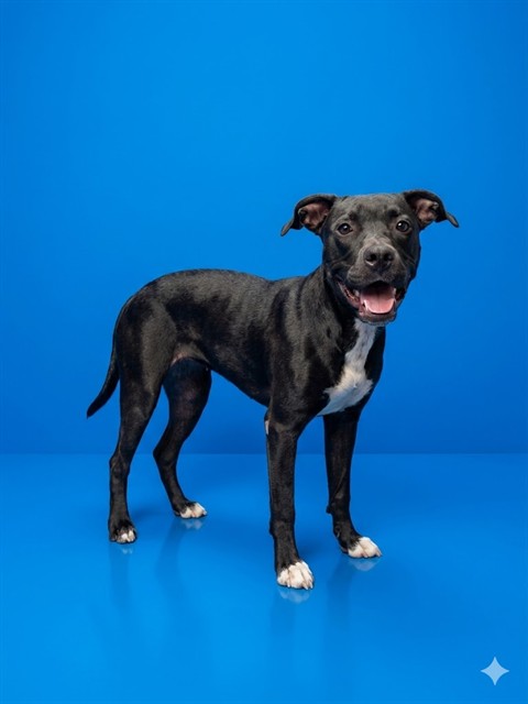 Shelter Stray Male Dog last seen FIFTH ST, 2020 Forest St, Jacksonville, FL 32204, USA