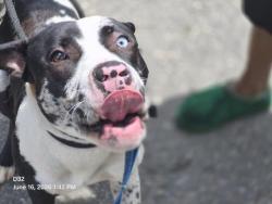 Shelter Stray Male Dog last seen Near BLOCK CRUSE ST, DETROIT, MI 48235, 7401 Chrysler Dr, Detroit, MI 48211, USA