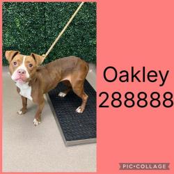 Shelter Stray Female Dog last seen OAKRIDGE AVE, 4214 Fulton Mill Rd, Macon, GA 31216, USA