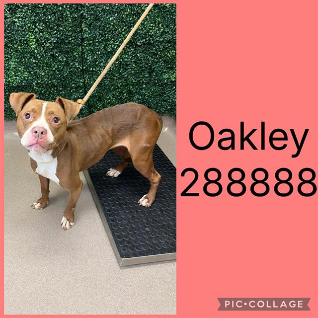 Shelter Stray Female Dog last seen OAKRIDGE AVE, 4214 Fulton Mill Rd, Macon, GA 31216, USA