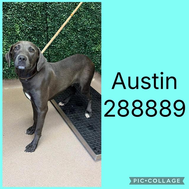 Shelter Stray Male Dog last seen ALPINE DR, 4214 Fulton Mill Rd, Macon, GA 31216, USA