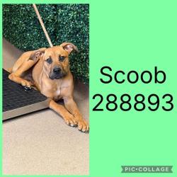 Shelter Stray Male Dog last seen CHERRY AVE, 4214 Fulton Mill Rd, Macon, GA 31216, USA