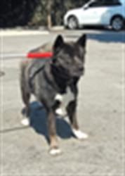 Shelter Stray Male Dog last seen , 1850 W 60th St, Los Angeles, CA 90047, USA