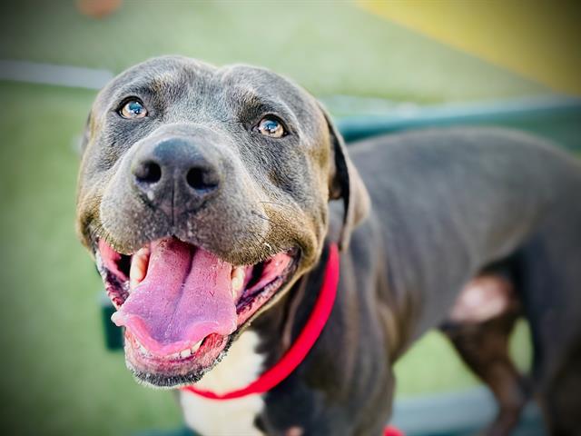 Shelter Stray Male Dog last seen , 2769 Conroy Rd, Orlando, FL 32839, USA