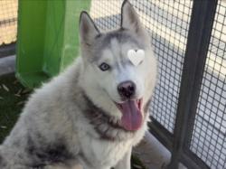Shelter Stray Male Dog last seen , 1850 W 60th St, Los Angeles, CA 90047, USA